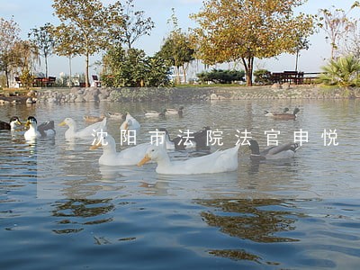 沈阳市法院法官申悦