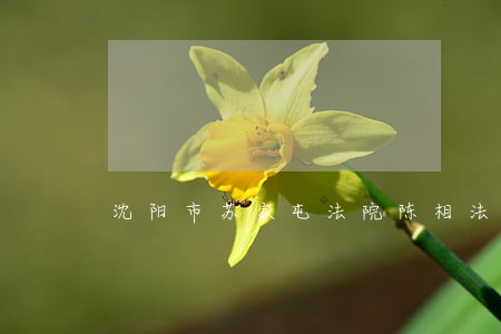 沈阳市苏家屯法院陈相法庭