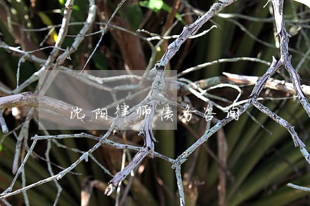 沈阳律师债务咨询