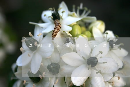 沈阳律师咨询公开录音 沈阳律师咨询公开录音