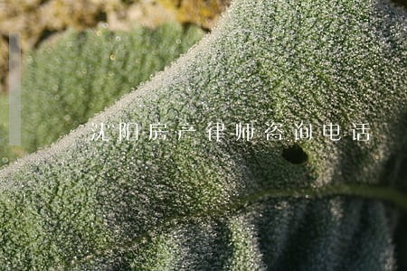 沈阳房产律师咨询电话 沈阳房产律师咨询电话