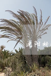 沈阳新民债务纠纷律师咨询 沈阳新民债务纠纷律师咨询