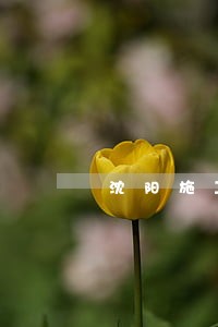 沈阳施工事故案律师怎么委托 沈阳施工事故案律师怎么委托