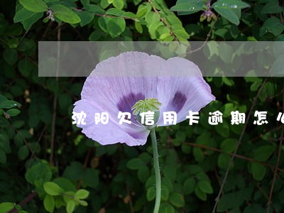 沈阳欠信用卡逾期怎么办 沈阳欠信用卡逾期怎么办