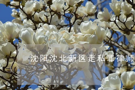 沈阳沈北新区走私罪律师 沈阳沈北新区走私罪律师