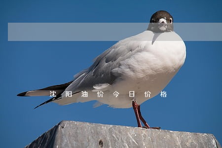 沈阳油价今日价格 沈阳油价今日价格