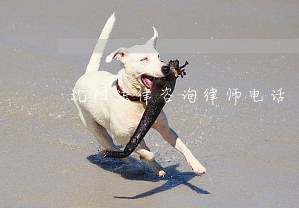 沈阳法律咨询律师电话 沈阳法律咨询律师电话