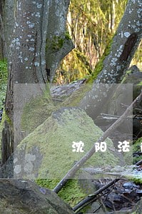 沈阳法院刘少方 沈阳法院刘少方