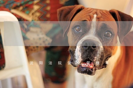 沈阳法院强化管理年 沈阳法院强化管理年