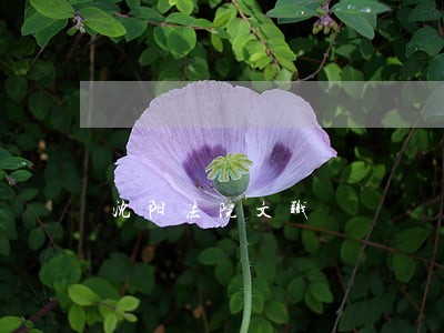 沈阳法院文职 沈阳法院文职