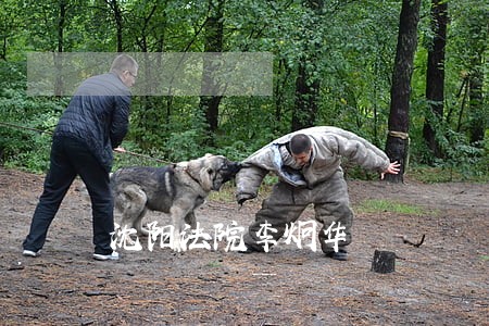 沈阳法院李炯华 沈阳法院李炯华