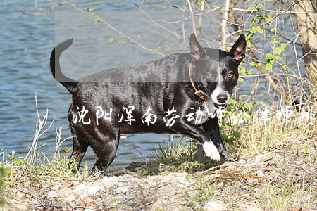 沈阳浑南劳动诉讼律师排行 沈阳浑南劳动诉讼律师排行
