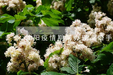 沈阳疫情期间办理离婚手续 沈阳疫情期间办理离婚手续