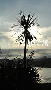 沈阳皇姑区盗窃罪律师法律咨询