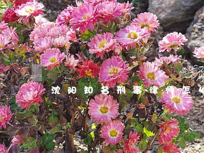 沈阳知名刑事律师怎么委托 沈阳知名刑事律师怎么委托