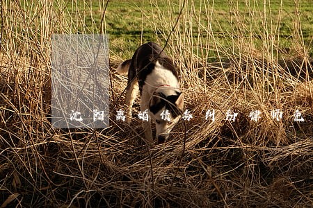 沈阳离婚债务纠纷律师免费咨询 沈阳离婚债务纠纷律师免费咨询