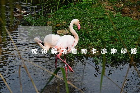 沈阳解决信用卡逾期问题 沈阳解决信用卡逾期问题
