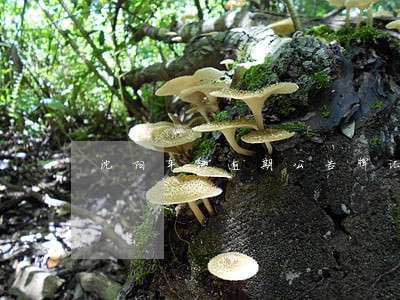 沈阳车辆逾期公告牌证作废 沈阳车辆逾期公告牌证作废