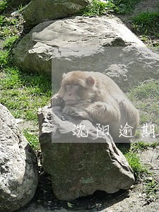 沈阳逾期公积金贷款利率 沈阳逾期公积金贷款利率