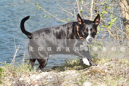 沈阳铁西区民事债务纠纷律师电话 沈阳铁西区民事债务纠纷律师电话