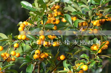 沈阳铁路运输法院招聘 沈阳铁路运输法院招聘