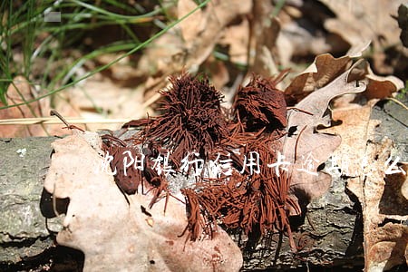 沈阳银行信用卡逾期怎么协商 沈阳银行信用卡逾期怎么协商