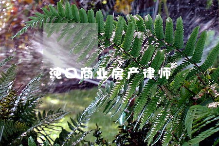 沌口商业房产律师 沌口商业房产律师