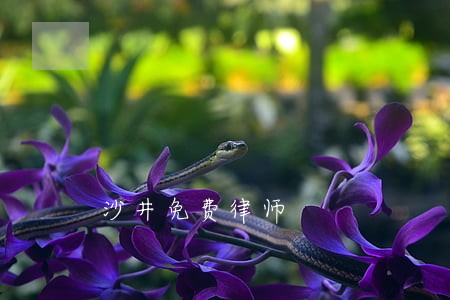 沙井免费律师 沙井免费律师