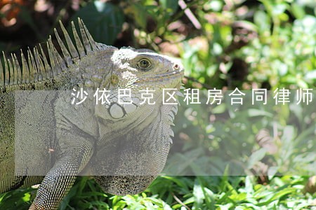 沙依巴克区租房合同律师团队 沙依巴克区租房合同律师团队