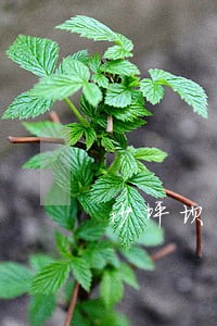 沙坪坝区司法局李庆