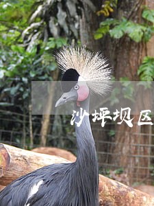 沙坪坝区有实力的拆迁律师 沙坪坝区有实力的拆迁律师