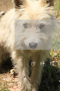 沙坪坝家庭财产纠纷律师推荐