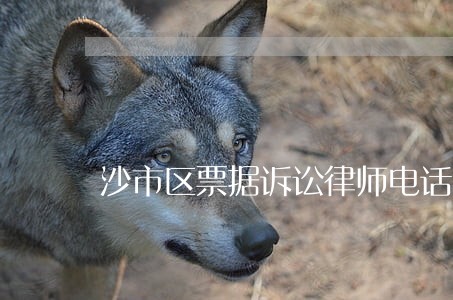 沙市区票据诉讼律师电话多少