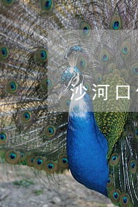 沙河口债务纠纷律师电话咨询 沙河口债务纠纷律师电话咨询