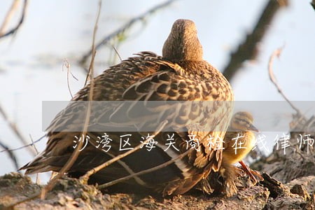 沙湾区海关商检在线律师 沙湾区海关商检在线律师