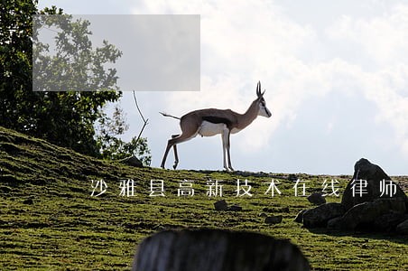 沙雅县高新技术在线律师