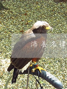 沛县名律师哪家质量好