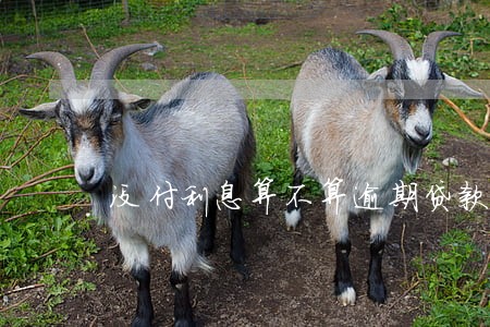 没付利息算不算逾期贷款 没付利息算不算逾期贷款