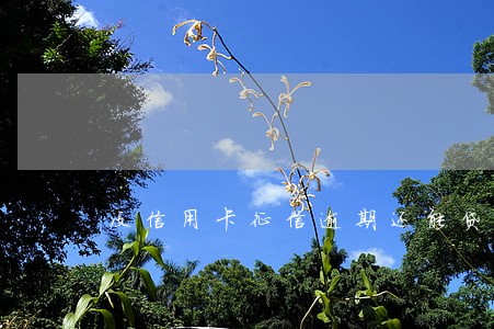 没信用卡征信逾期还能贷款吗 没信用卡征信逾期还能贷款吗