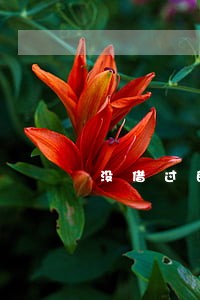 没借过的网贷说我逾期