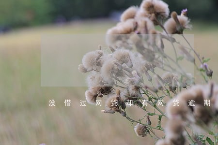 没借过网贷却有网贷逾期 没借过网贷却有网贷逾期