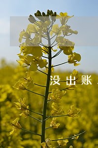 没出账单怎还逾期了的 没出账单怎还逾期了的