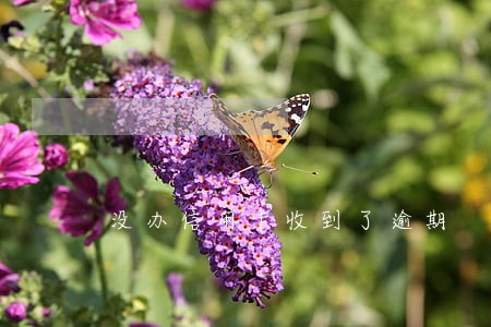 没办信用卡收到了逾期
