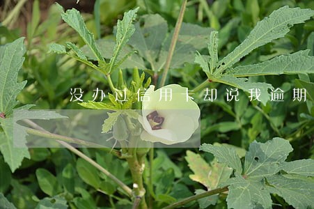没办过信用卡却说我逾期 没办过信用卡却说我逾期