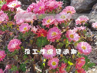 没工作房贷逾期 没工作房贷逾期