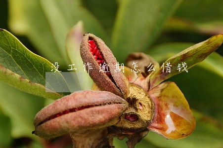 没工作逾期怎么借钱 没工作逾期怎么借钱