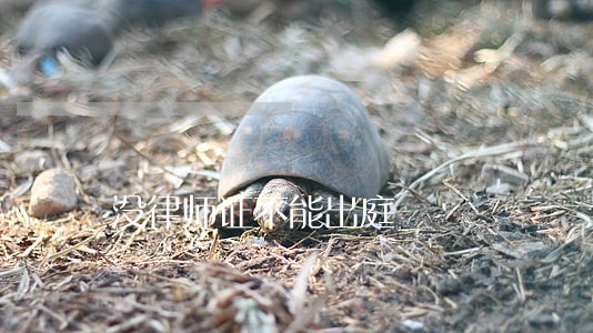 没律师证不能出庭