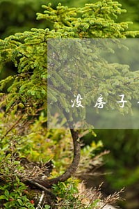 没房子信用卡逾期几次买不了 没房子信用卡逾期几次买不了