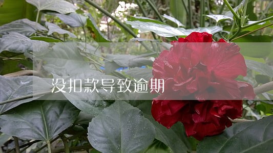 没扣款导致逾期 没扣款导致逾期