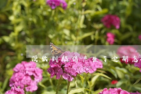 没收到短信产生了逾期怎么办 没收到短信产生了逾期怎么办
